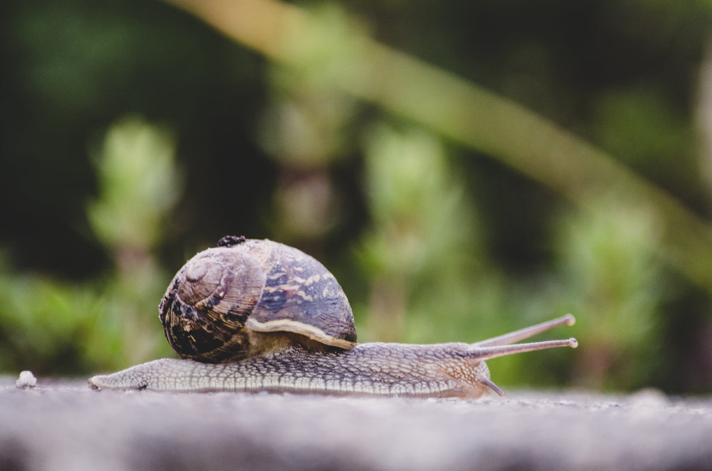 Los beneficios de la baba de caracol